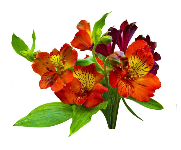 Buket çiçek. Alstroemeria. Buket Alstroemeri — Stok fotoğraf