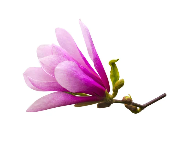 Ozdoba kilka kwiatów magnolii. kwiat magnolii izolować — Zdjęcie stockowe