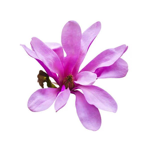 Decoração de poucas flores de magnólia. Magnólia. Flor de magnólia. M — Fotografia de Stock