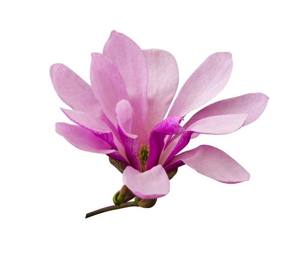 Decoratie van enkele magnolia bloemen. magnolia roze bloem isoleren — Stockfoto