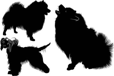 Spitz siyah silüeti. Vektör. Beyaz arka plan üzerinde izole. Spitz köpek. Çince Tepeli Köpek. Köpekler. Çin Tepeli. Köpekler topluluğu