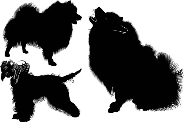 Black silhouette of spitz. Vector. isolated on white background. Spitz dog. Chinese Crested dog. dogs. Chinese crested.  Collection of dogs — Stock Vector