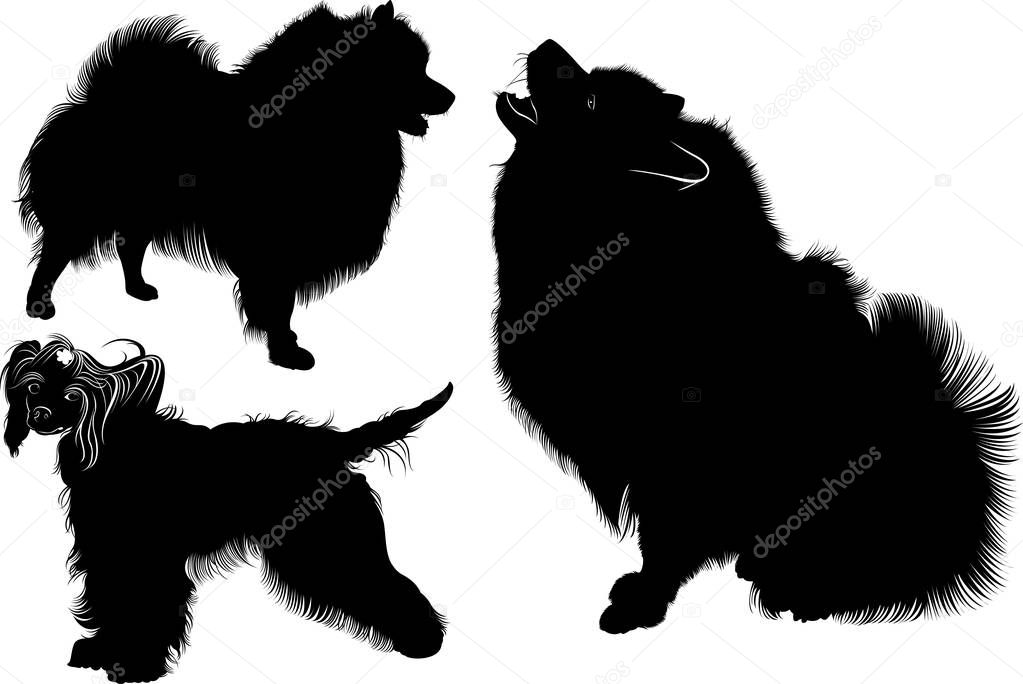 Black silhouette of spitz. Vector. isolated on white background. Spitz dog. Chinese Crested dog. dogs. Chinese crested.  Collection of dogs