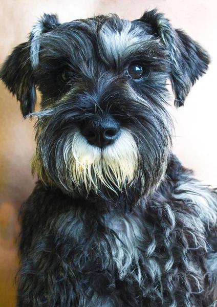 Dvärgschnauzer hund. Dvärgschnauzer sitter på vita backg — Stockfoto