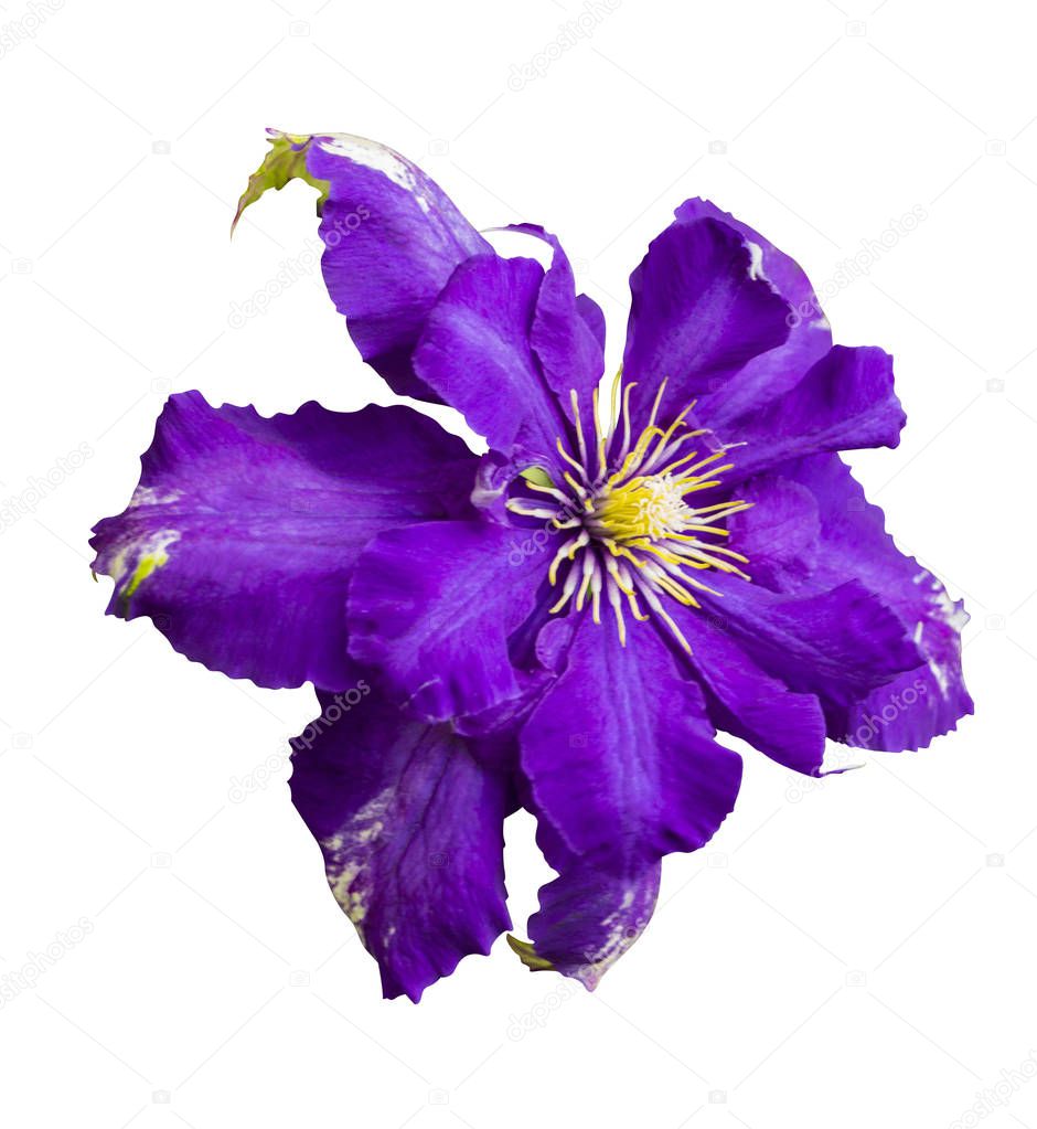 Clematis flowers. Purple clematis flowers.clematis flowers. Clem