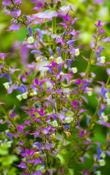 Sage medicinal plant.  Sage.  clary sage plant in garden in summ — Stock Photo, Image