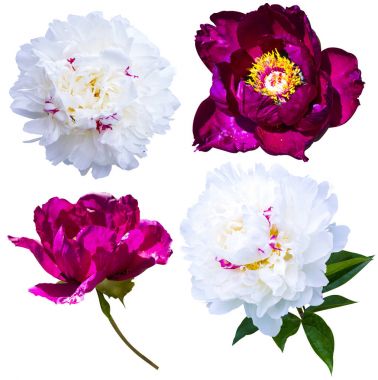 Beyaz arka plan üzerinde izole peonies. Peonies çiçekler. Kırmızı ve w