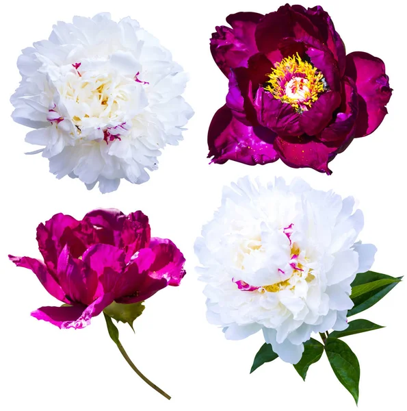 Peonies isolated on white background. peonies flowers. Red and w — Stock Photo, Image