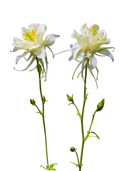 Columbine. Delikatny kwiat. Delikatny kwiat na białym tle na whi — Zdjęcie stockowe