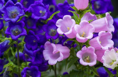 Canterbury bellflower. mavi çan çiçeği (campanula)