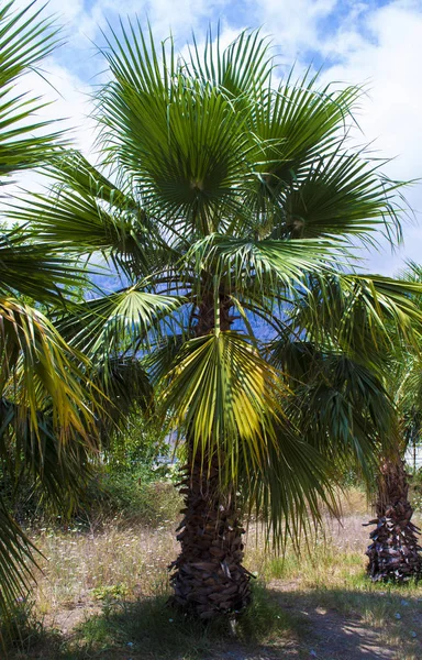 Palmiye Ağacı Tropik Sahilde Palmiye Ağaçları — Stok fotoğraf