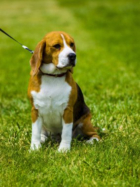 Beagle köpek yeşil çim üzerinde. Köpek beagle. Beagle köpek