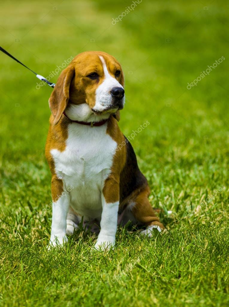 Beagle Hund auf einem grünen Rasen. Hund Beagle. Beagle Hund