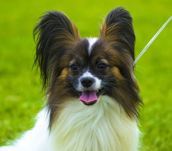 Retrato de close-up de um papillon. Um pequeno papillon branco e vermelho — Fotografia de Stock