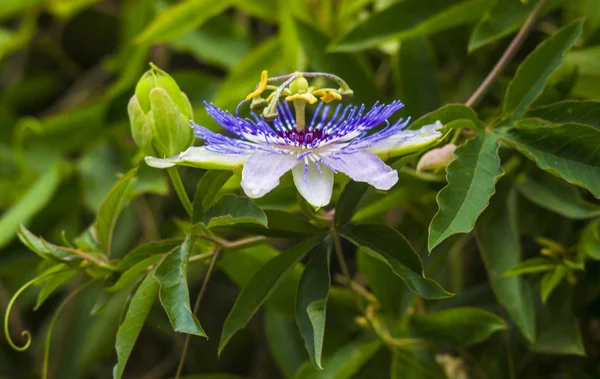 Çarkıfelek. Passiflora (Çarkıfelek) çiğ su damlaları ile .
