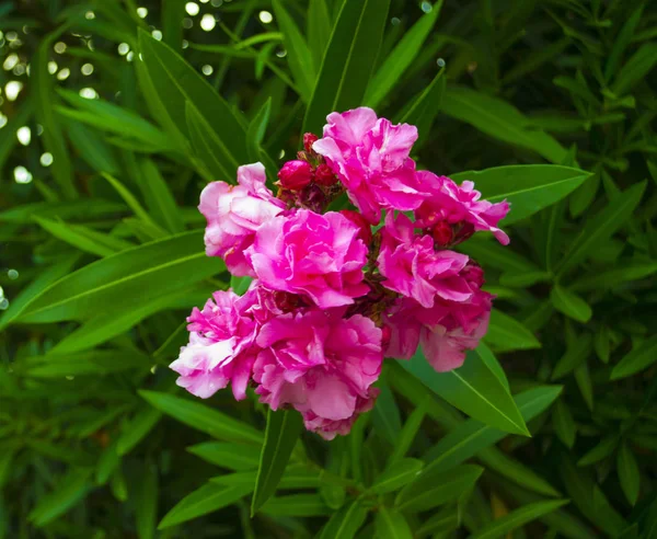 Detailní Růžový Oleandr Nerium Oleander Kvete Stromě — Stock fotografie