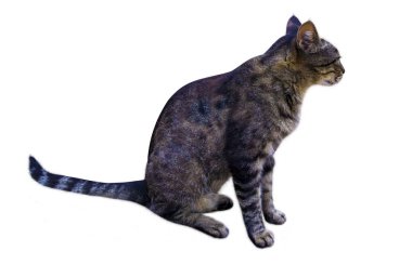 Beyaz arka plandaki kedi