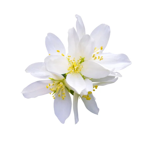 Fiori di gelsomino. gelsomino fiori primaverili. Gelsomino. ramo del jasmo — Foto Stock
