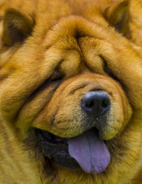 Chow chow dog. Nahaufnahme Porträt eines Chow-Chow-Hundes — Stockfoto