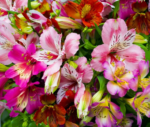 Bukiet kwiatów. Alstremeria. Bukiet kwiatów Alstroemeri — Zdjęcie stockowe