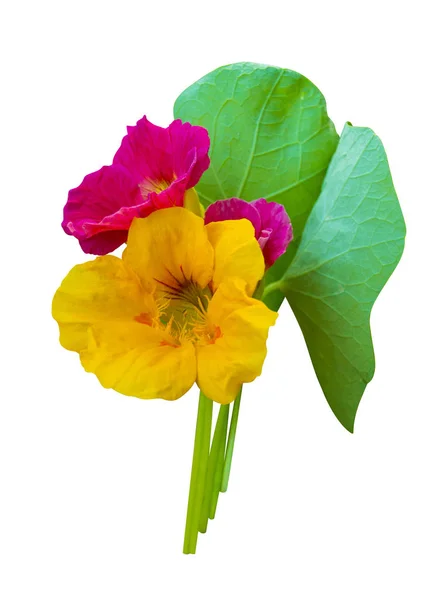 Nasturtium. Nasturtium flowers. Nasturtium flowers isolated on w — Stock Photo, Image