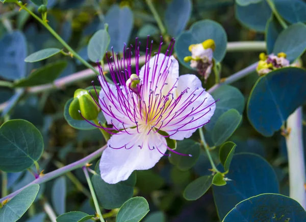 The plant is best known for the edible flower buds (capers).  Be — Stock Photo, Image