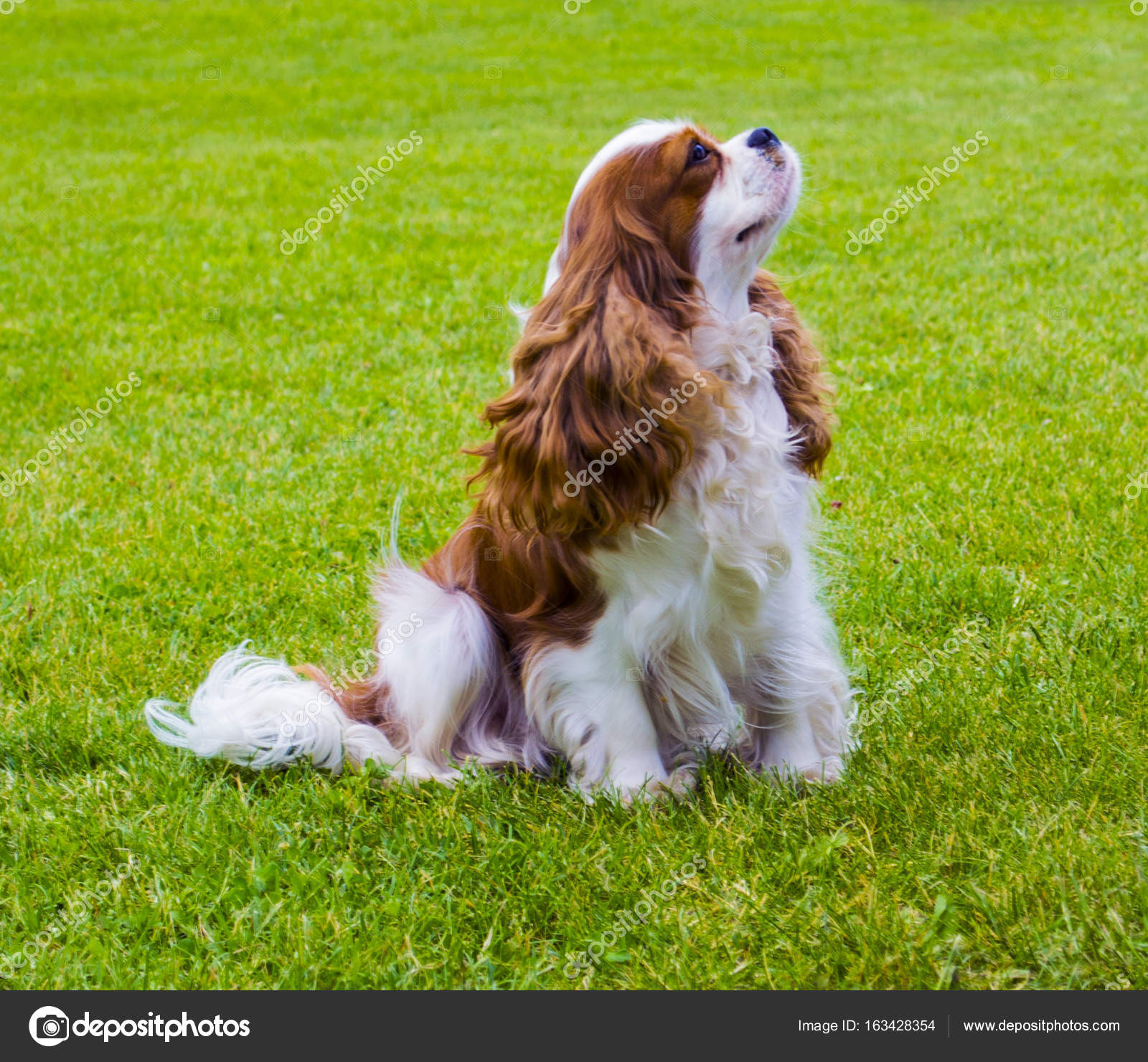 Cavalier King Charles Spaniel Portrait Of Cavalier King Charles Stock Photo Image By C Weter777 Cavalier King Charles Spaniel Portrait Of Cavalier King Charles Stock Photo Image By C Weter777