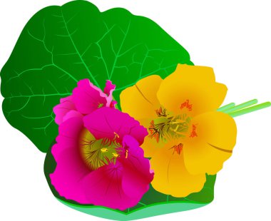Beyaz arkaplanda izole edilmiş nasturtium çiçekleri