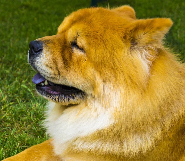 Chow chow dog. Hermosa comida de perro en el parque . —  Fotos de Stock