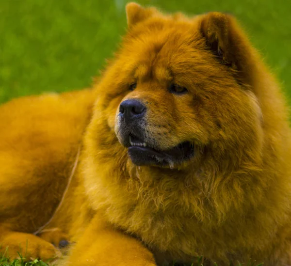 松狮犬的狗。在公园里的漂亮的小狗约克夏 — 图库照片