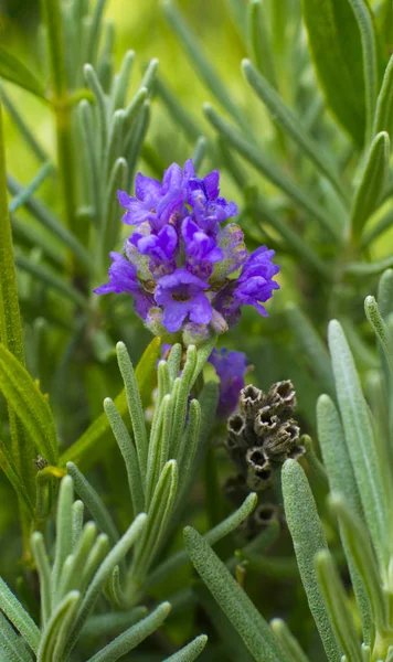 Lavendel. Fält av lavendel — Stockfoto