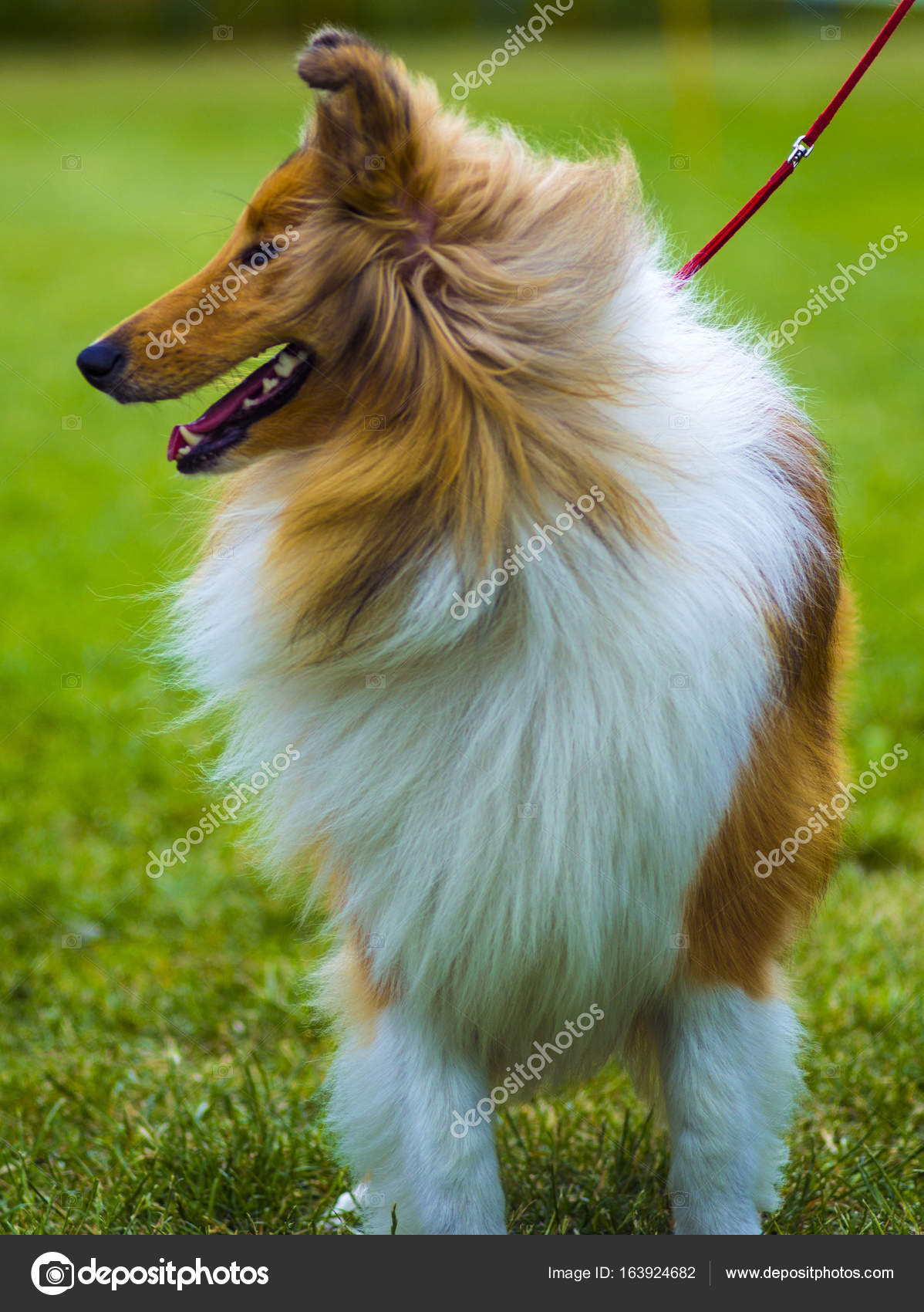 Collie Collie Chien Le Colley Est Un Type Particulier De L