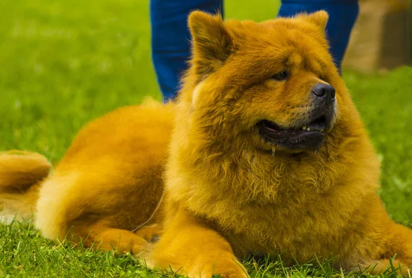 松狮犬的狗。在公园里的漂亮的小狗约克夏. — 图库照片