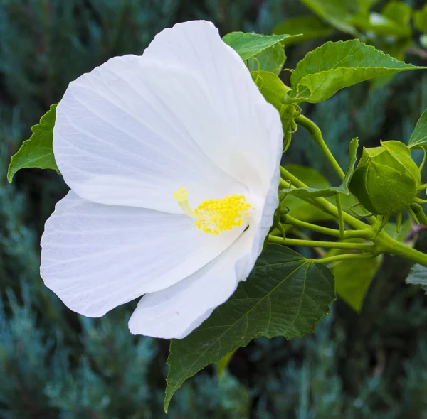 Ibišky Karkade Ibišek Květ Bílý Ibišek Zeleném Pozadí Tropické Zahradě — Stock fotografie