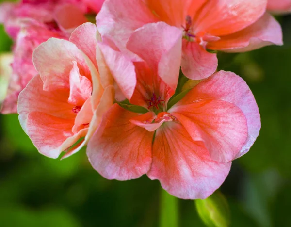 Flores Rosas Geranio Geranios Jardín Verano — Foto de Stock