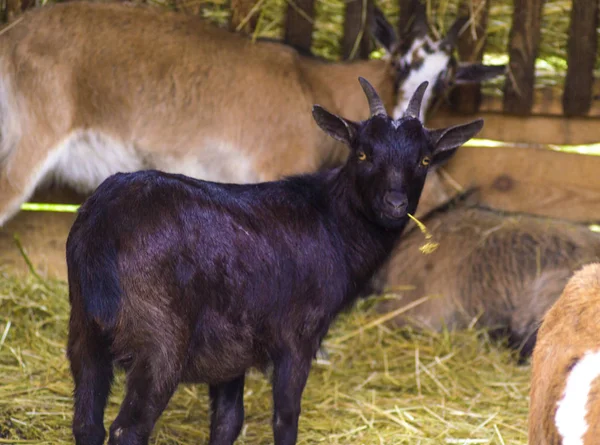 Goat Farm Background Goat Young Goat — Stock Photo, Image