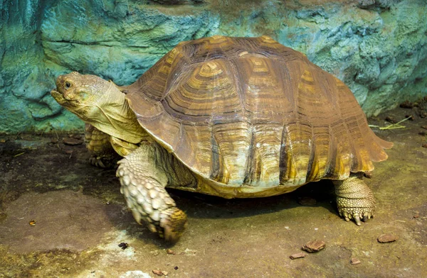 Stor sköldpadda i zoo. jätten sköldpaddan vilar — Stockfoto