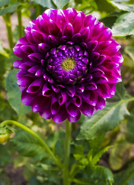 Krásná Červená Dahlia Dahlia Květina — Stock fotografie