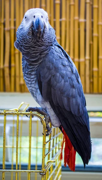 Papegøye Afrikansk Grå Papegøye Papegøye Jaco – stockfoto