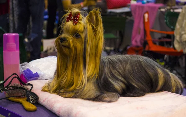 Yorkshire korkunç. Güzel yorkshire terrier köpek