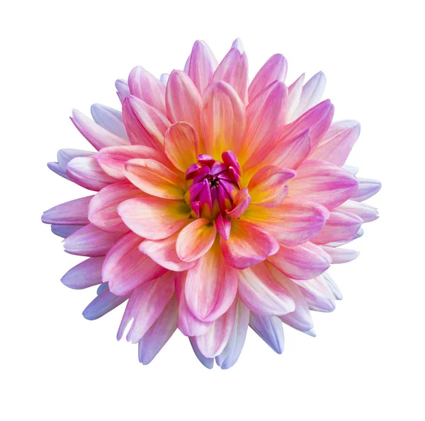 Güzel pembe dahlia Dahlia. Dahlia çiçeği. Yıldızçiçeği olarak izole