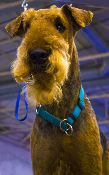 Perro Airedale Terrier. Retrato de perro de raza pura Irish Terrier —  Fotos de Stock