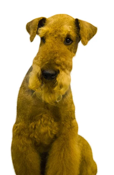 Airedale. Airedale Terrier dog. Ritratto di cane di razza irlandese T — Foto Stock
