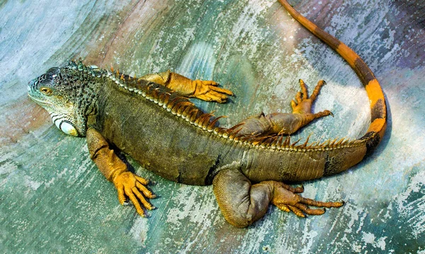 Iguana. Dragón dormido. Retrato de un gran reptil lagarto igua — Foto de Stock