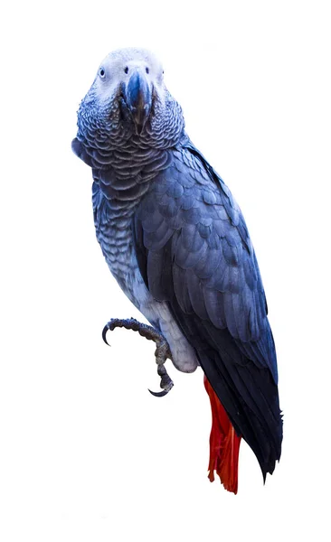Papağan. Afrika gri papağanı. Papağan Jaco. izole papağan — Stok fotoğraf