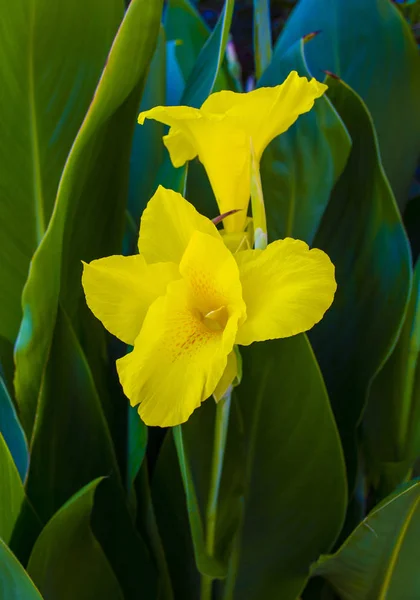 Květin Žlutá Canna Květina Zahradě — Stock fotografie