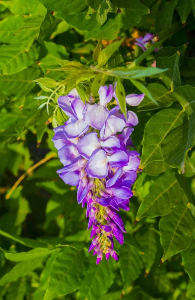 Крупним Планом Фіолетові Квіти Візарії — стокове фото