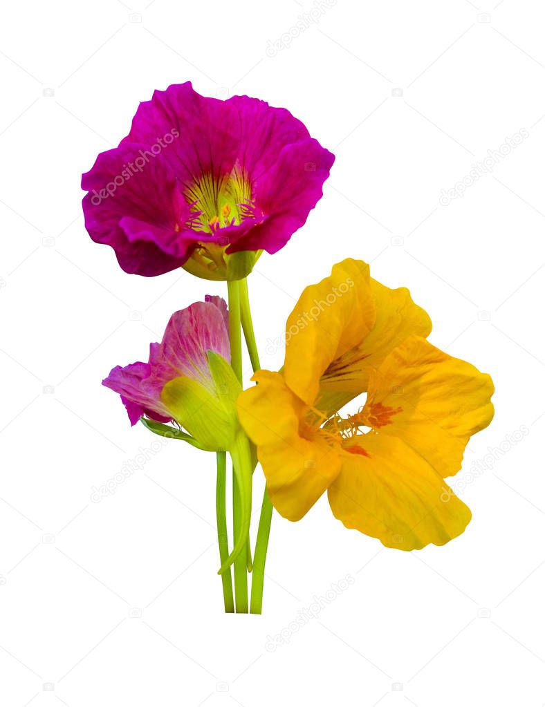 nasturtium. Nasturtium flowers. Nasturtium flowers isolated on w
