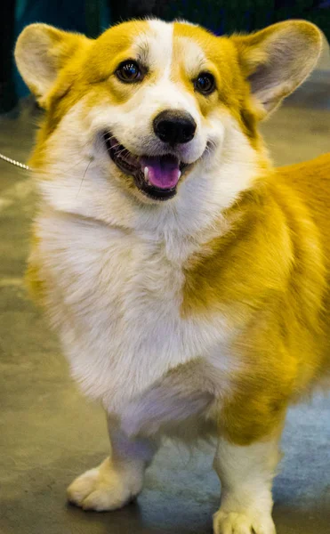 Corgi 강아지입니다 Velsh Corgi — 스톡 사진