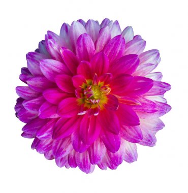 Güzel pembe dahlia Dahlia. Dahlia çiçeği. Yıldızçiçeği olarak izole